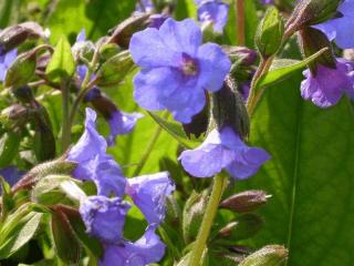 Pulmonaria hybride 'Blue Ensign'