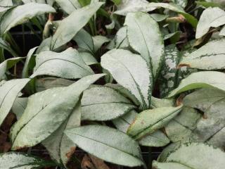 Pulmonaria hybride 'Majesté'