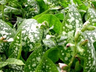 Pulmonaria officinalis 'Sissinghurst White'