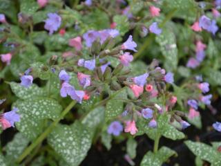 Pulmonaria saccharata 'Mrs.Moon'