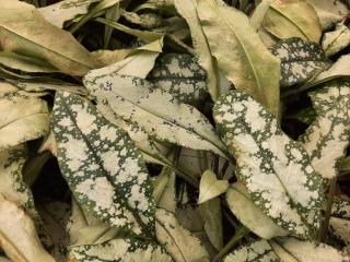 Pulmonaria longifolia 'Diana Clare'