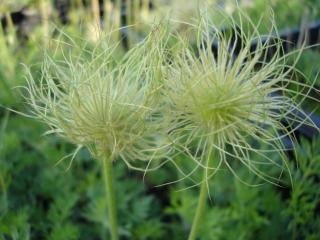 Pulsatilla vulgaris 'Alba'