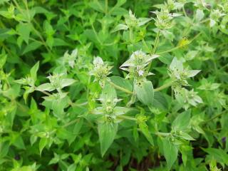 Pycnanthemum muticum