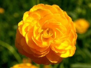 Ranunculus acris 'Multiplex'