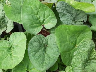 Rheum palmatum 'Tanguticum'