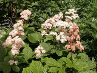 Rodgersia aesculifolia