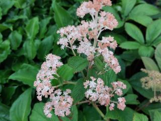 Rodgersia hybride 'Die Schone'