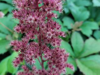 Rodgersia hybride 'Die Stolze'