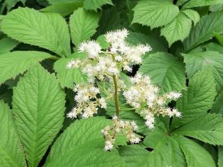 Rodgersia 'Spitzentänzerin'