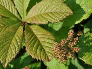 Rodgersia pinnata