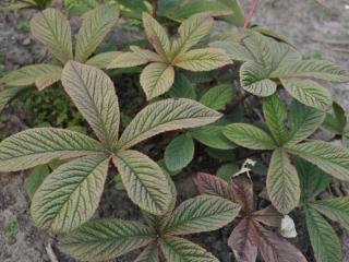 Rodgersia pinnata 'Chocolate Wings' ®