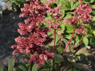 Rodgersia pinnata 'Superba'