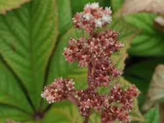 Rodgersia podophylla