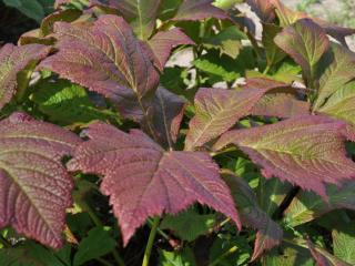 Rodgersia podophylla 'Rotlaub'