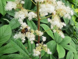 Rodgersia sambucifolia 'Rothaut'