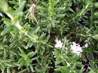 Rosmarinus officinalis 'Capri'