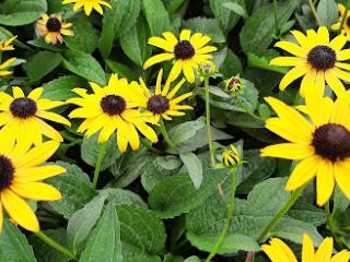 Rudbeckia fulgida 'City Garden'