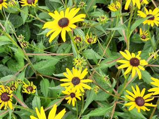 Rudbeckia fulgida 'Early Bird Gold' ®