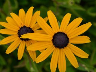 Rudbeckia fulgida 'Goldsturm'