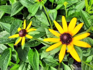 Rudbeckia fulgida 'Little Goldstar' ®