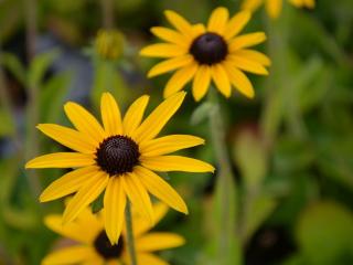 Rudbeckia fulgida var. deamii