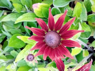 Rudbeckia hirta 'Cherry Brandy'