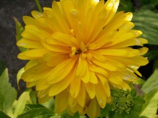 Rudbeckia laciniata 'Goldquelle'