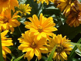 Rudbeckia maxima