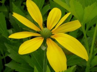 Rudbeckia nitida 'Herbstsonne'