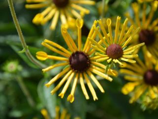 Rudbeckia subtomentosa 'Henry Eilers'