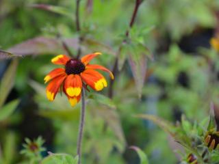 Rudbeckia triloba 'Prairie Glow'