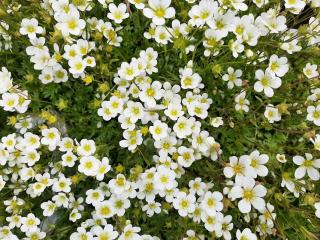 Saxifraga arendsii 'Schneeteppich'