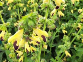 Salvia bulleyana