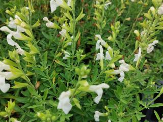 Salvia greggii 'Alba'