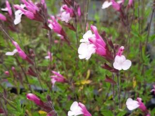 Salvia greggii 'Joy'