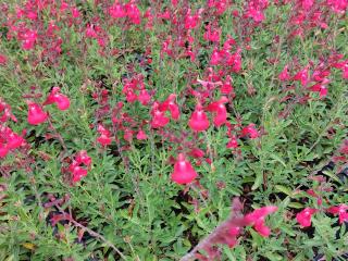 Salvia greggii 'Lipstick'