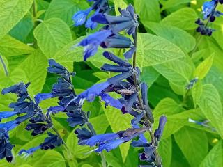 Salvia guaranitica 'Black and Blue'