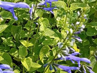 Salvia guaranitica 'Blue Enigma'