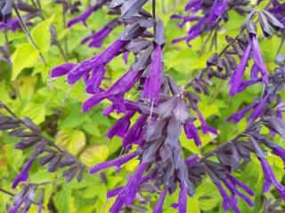 Salvia hybride 'Amistad' ®