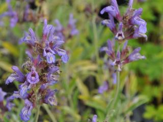 Salvia lavandulifolia