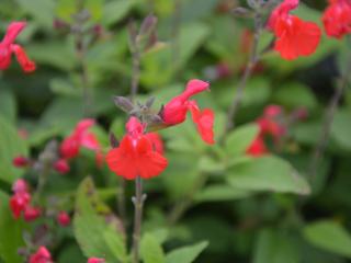 Salvia microphylla