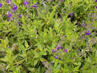 Salvia microphylla 'Blue Monrovia'