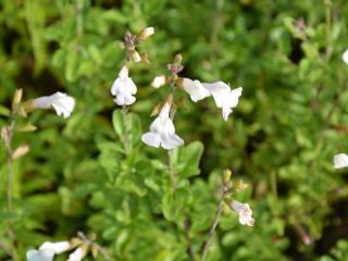 Salvia microphylla 'Gletsjer'