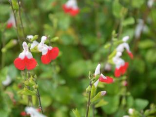 Salvia microphylla 'Hot Lips'