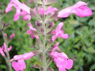 Salvia microphylla 'Pink Beauty'