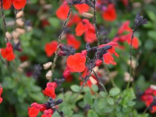 Salvia microphylla 'Royal Bumble'