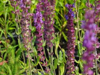 Salvia nemorosa 'Amethyst'