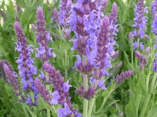 Salvia nemorosa 'Blauhügel'