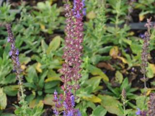 Salvia nemorosa 'Blaukönigin'