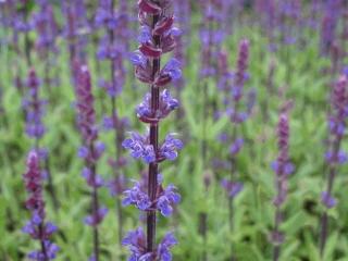 Salvia nemorosa 'Caradonna'